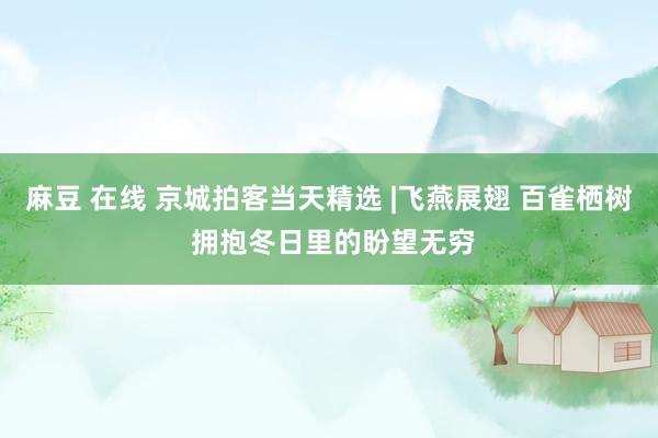 麻豆 在线 京城拍客当天精选 |飞燕展翅 百雀栖树 拥抱冬日里的盼望无穷