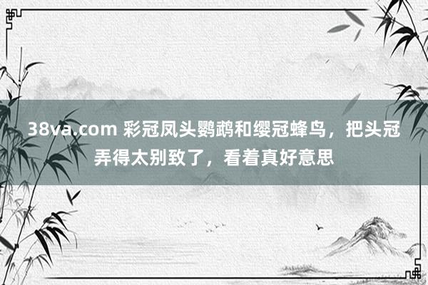 38va.com 彩冠凤头鹦鹉和缨冠蜂鸟，把头冠弄得太别致了，看着真好意思